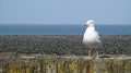 Lynmouth 11